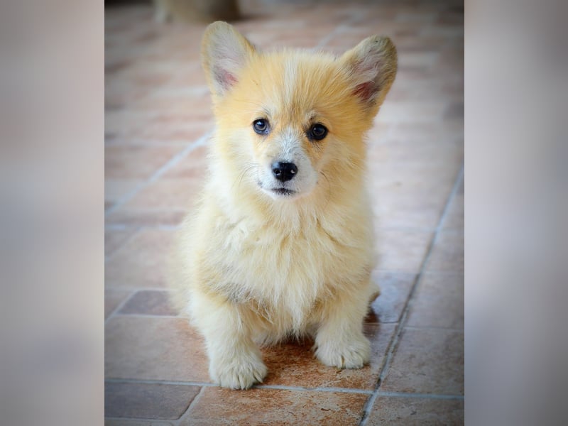 Welsh Corgi Pembroke Welpen