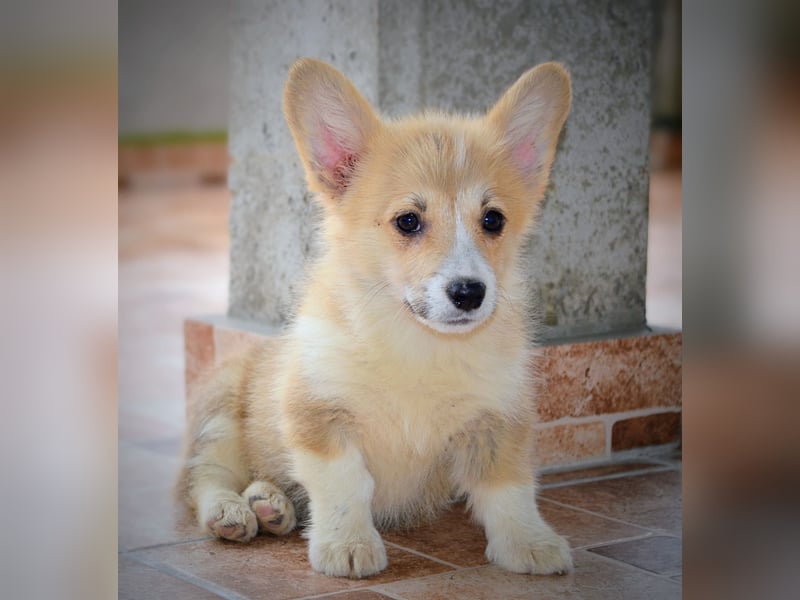 Welsh Corgi Pembroke Welpen