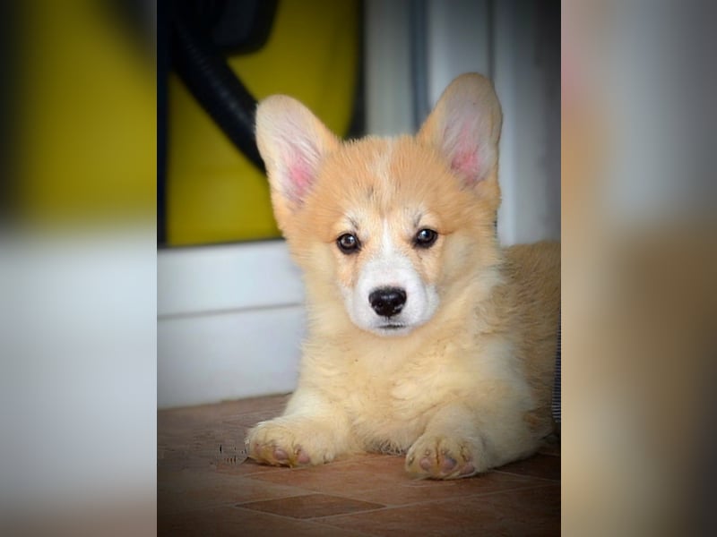 Welsh Corgi Pembroke Welpen