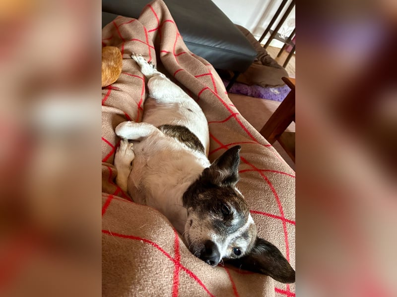 SAMIRA - verschmuste Einzelprinzessin