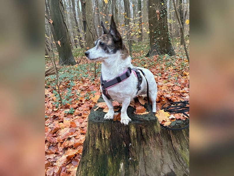 SAMIRA - verschmuste Einzelprinzessin