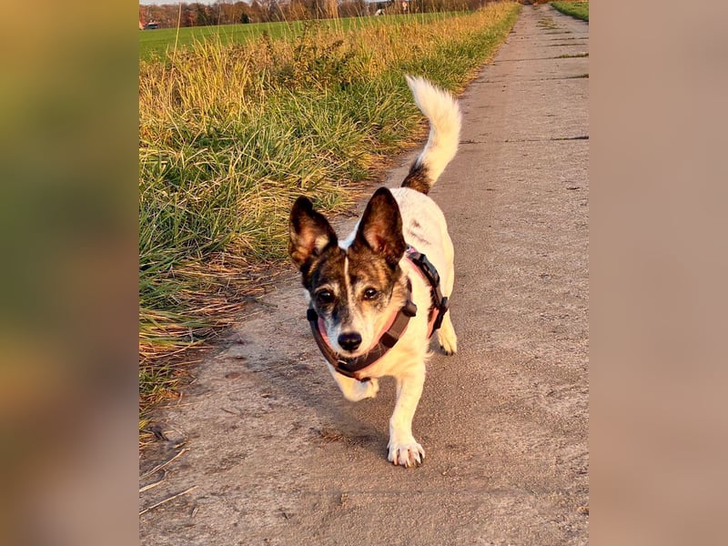 SAMIRA - verschmuste Einzelprinzessin