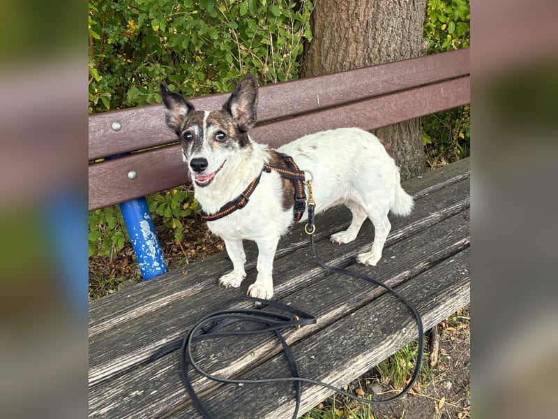 SAMIRA - verschmuste Einzelprinzessin