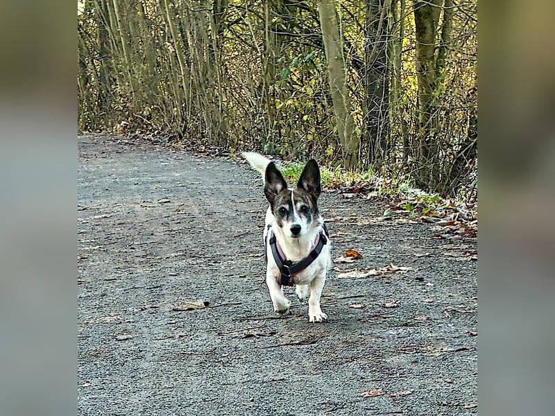 SAMIRA - verschmuste Einzelprinzessin