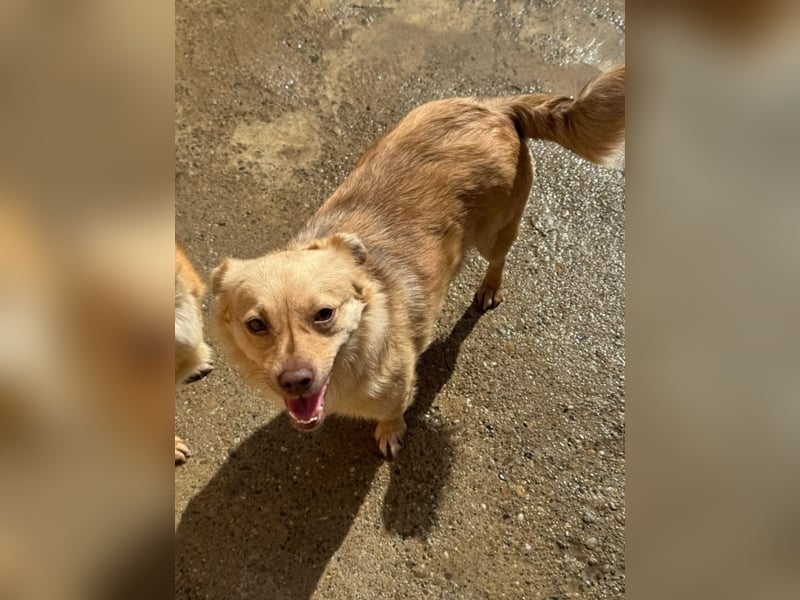 Lina - kleine freundliche Maus Lina - kleine freundliche Maus