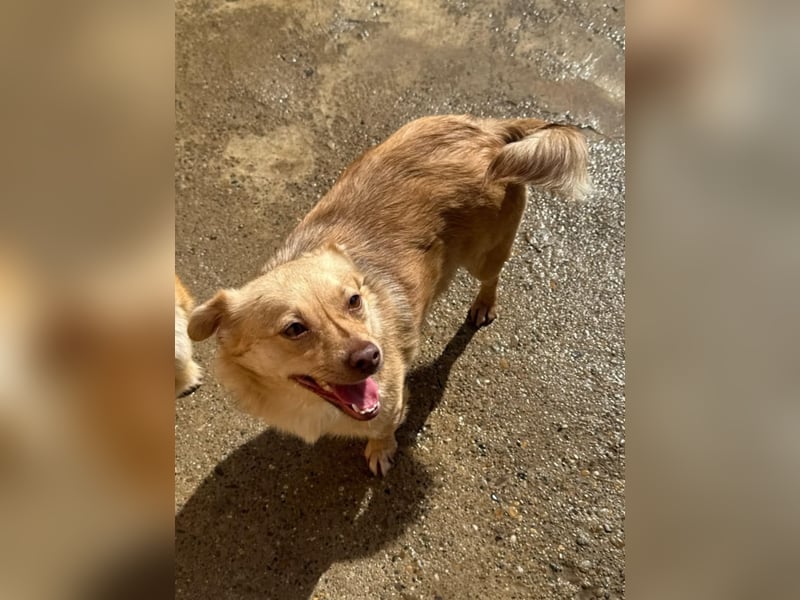 Lina - kleine freundliche Maus Lina - kleine freundliche Maus