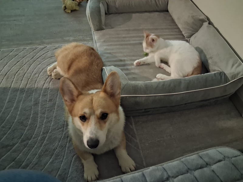 Koda sucht sein Zuhause!