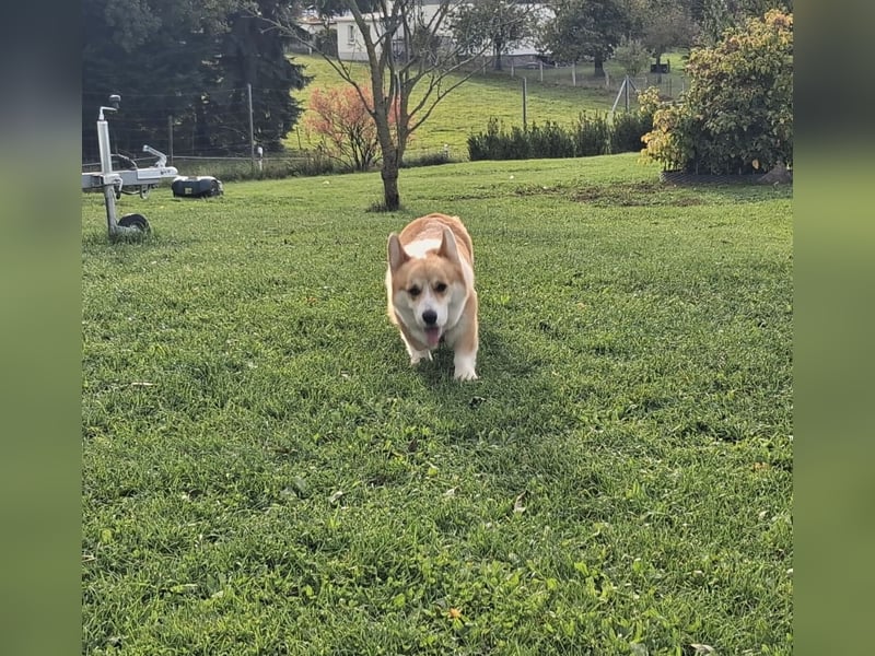 Koda sucht sein Zuhause!