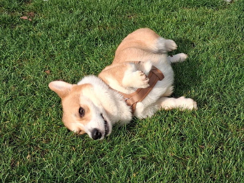 Koda sucht sein Zuhause!