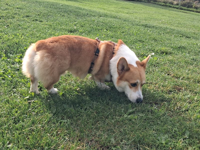 Koda sucht sein Zuhause!