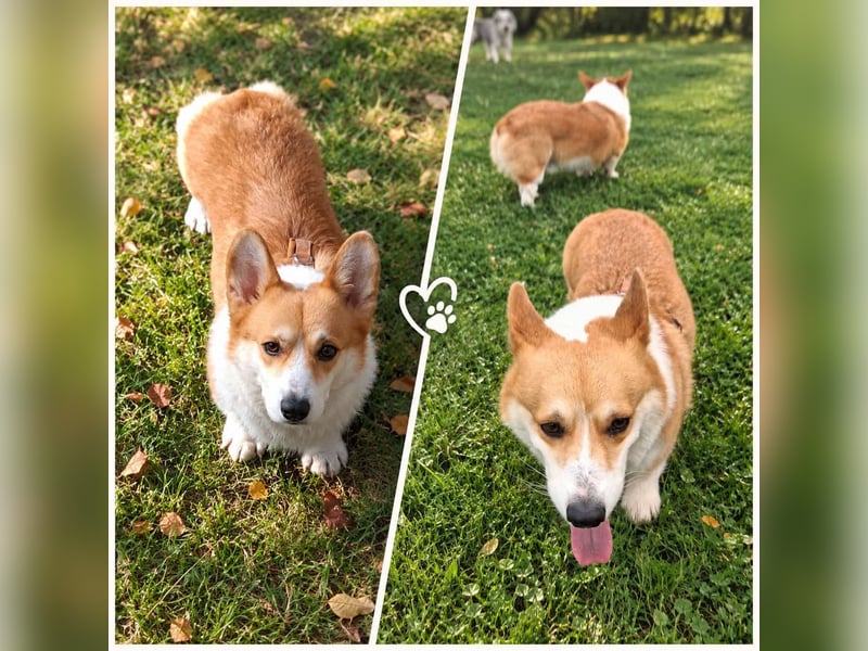 Koda sucht sein Zuhause!