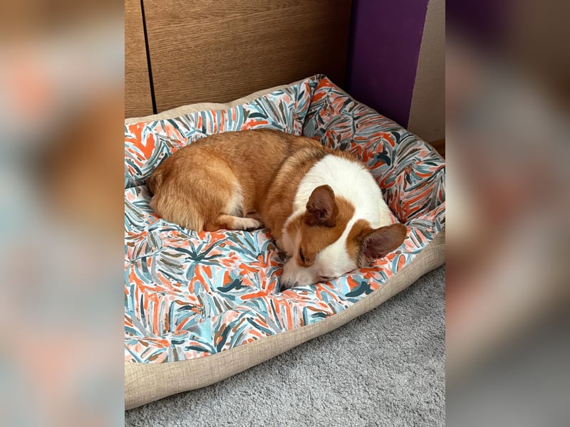 Watson sucht sein Zuhause!