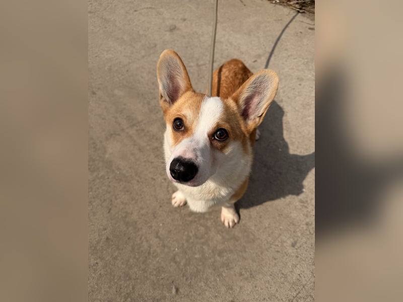 Quentin sucht sein Zuhause!