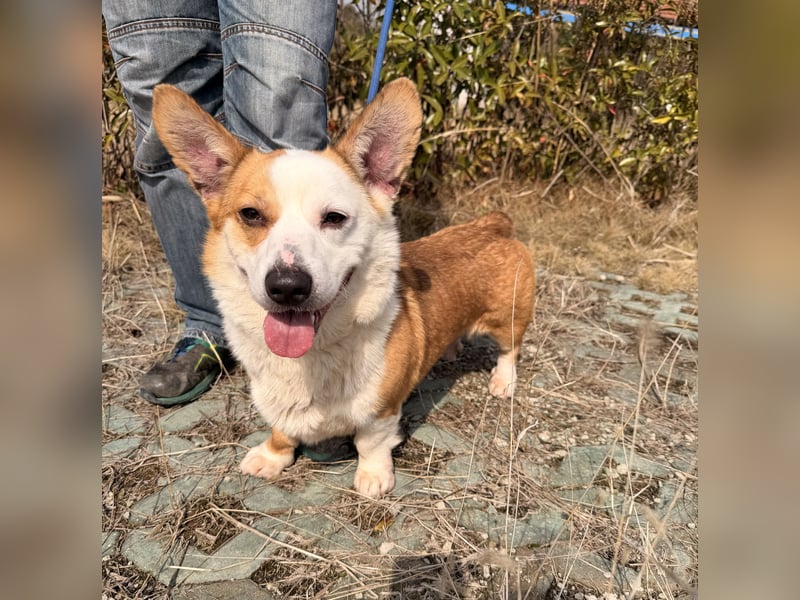 Watson sucht sein Zuhause!