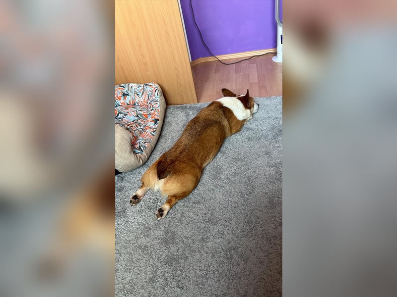 Watson sucht sein Zuhause!