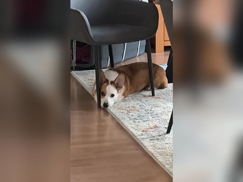 Watson sucht sein Zuhause!