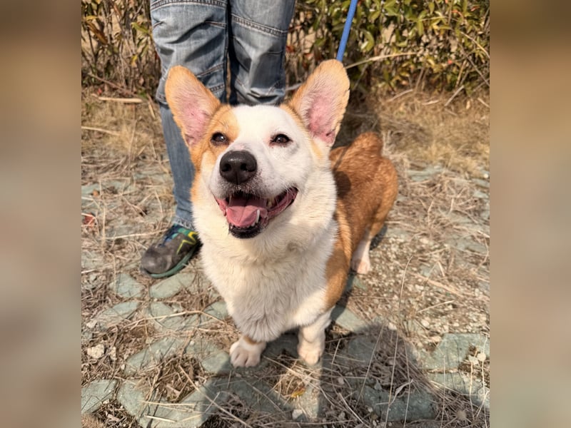 Watson sucht sein Zuhause!