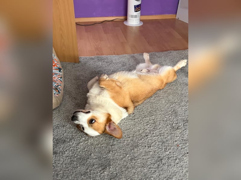 Watson sucht sein Zuhause!