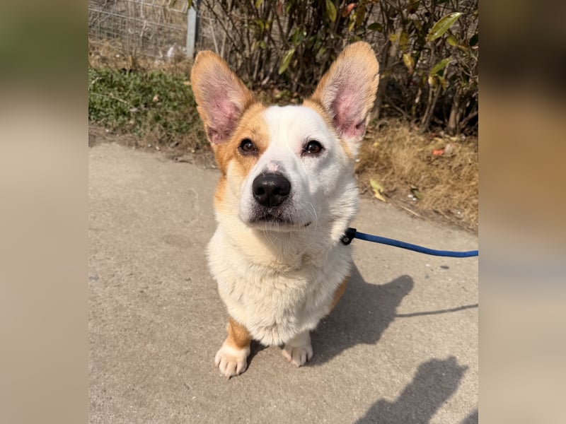 Watson sucht sein Zuhause!