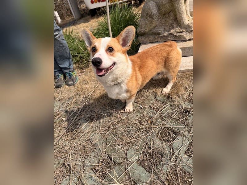 Quentin sucht sein Zuhause!