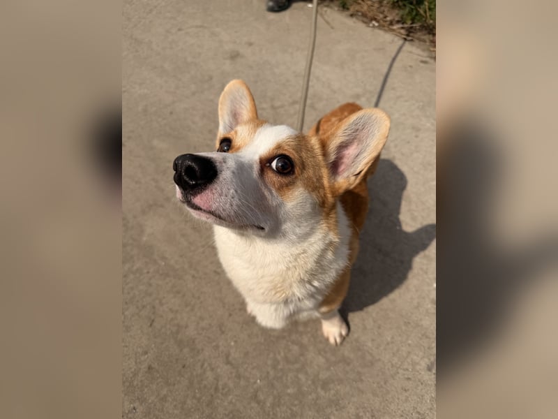 Quentin sucht sein Zuhause!