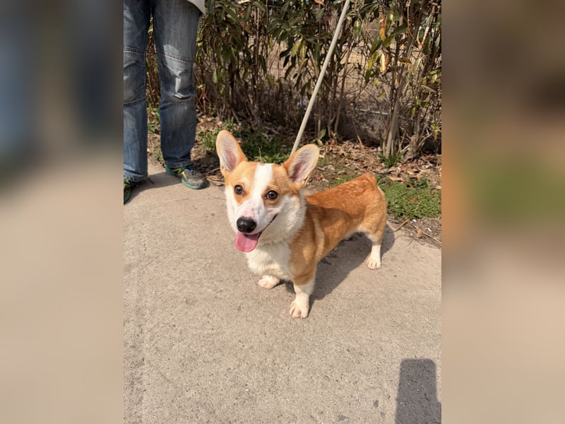 Quentin sucht sein Zuhause!