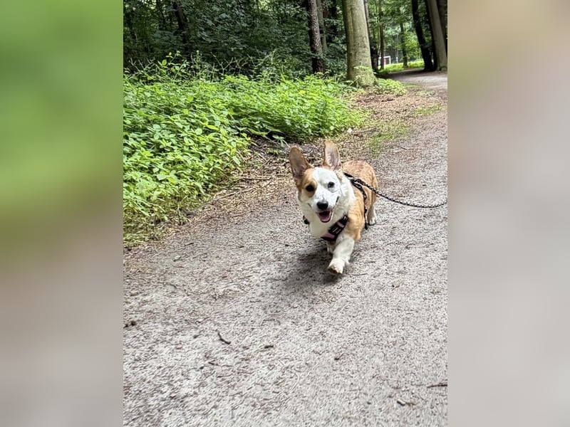 Watson sucht sein Zuhause!