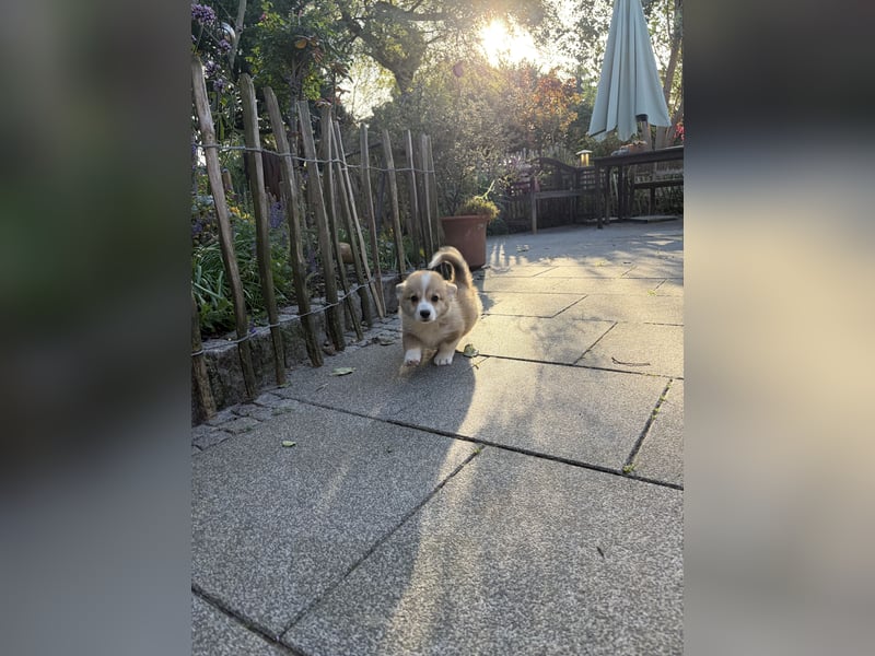 Welsh Corgi Welpe - in liebevolle Hände abzugeben