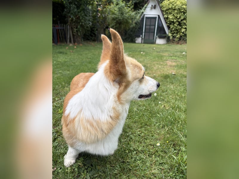 Welsh Corgi Pembroke Hündin