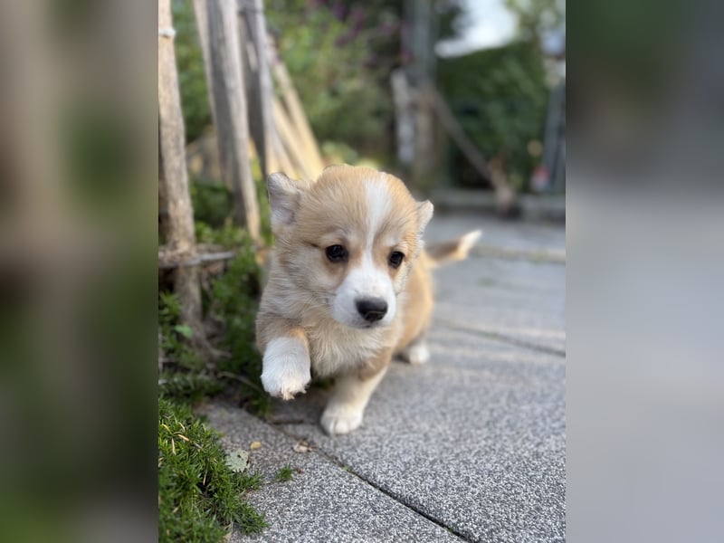 Welsh Corgi Welpe - in liebevolle Hände abzugeben