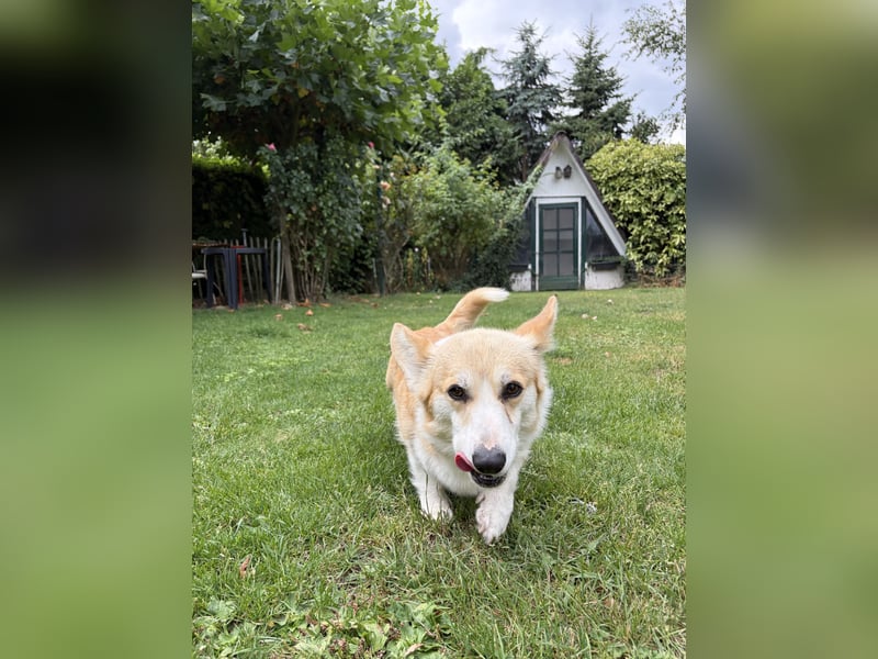 Welsh Corgi Pembroke Hündin