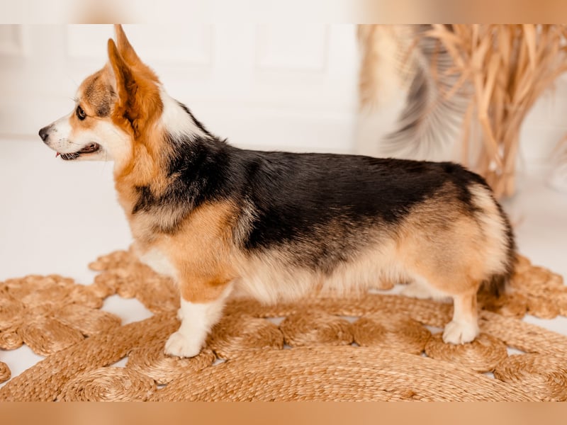 Wurfankündigung Welsh Corgi Pembroke Welpen