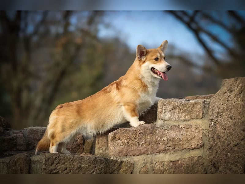 Wurfankündigung Welsh Corgi Pembroke Welpen