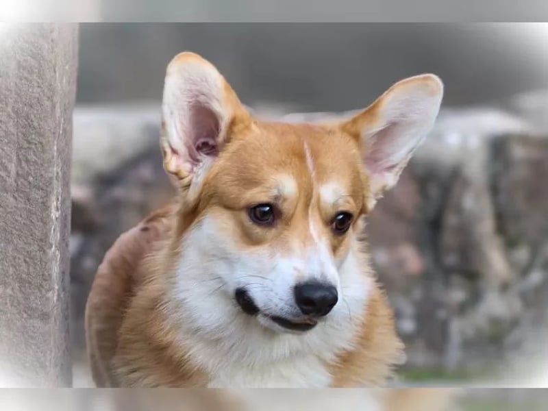 Wurfankündigung Welsh Corgi Pembroke Welpen