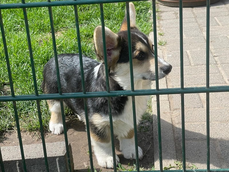 Welsh Corgi Pembroke Welpe mit Papieren