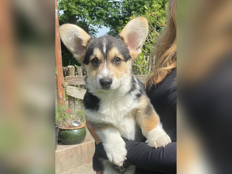 Welsh Corgi Pembroke Welpe mit Papieren