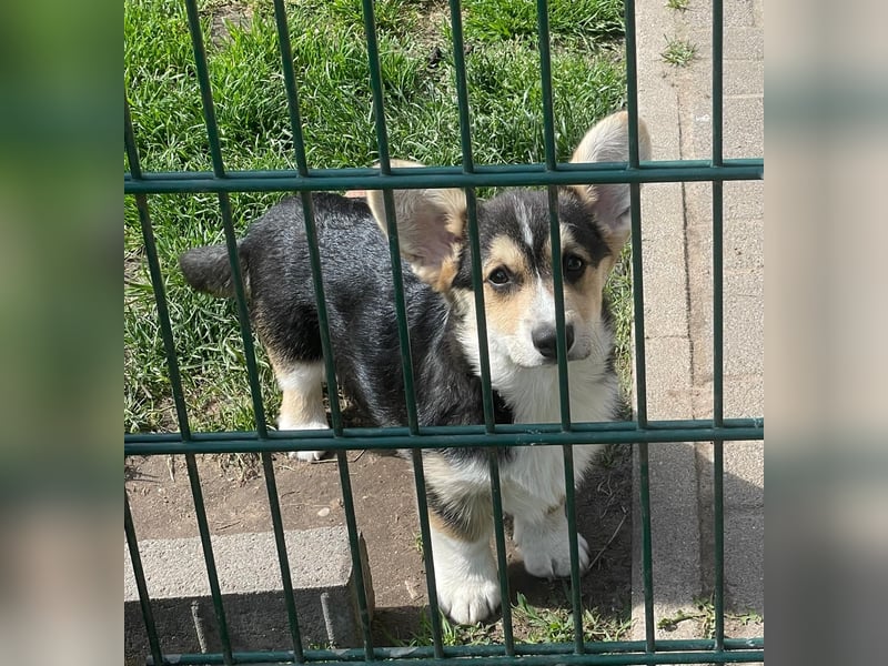 Welsh Corgi Pembroke Welpe mit Papieren
