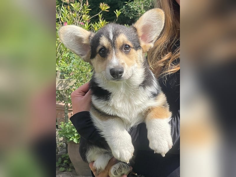 Welsh Corgi Pembroke Welpe mit Papieren