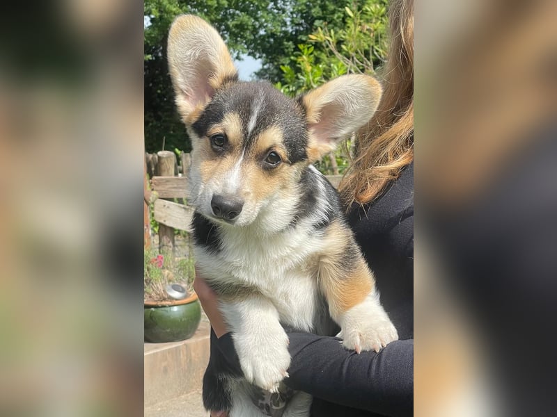 Welsh Corgi Pembroke Welpe mit Papieren