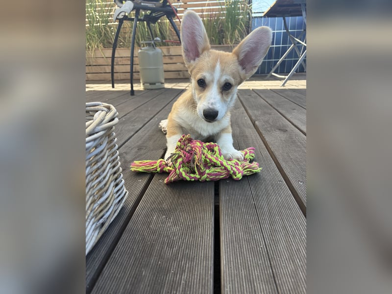 Welsh Corgi Welpe