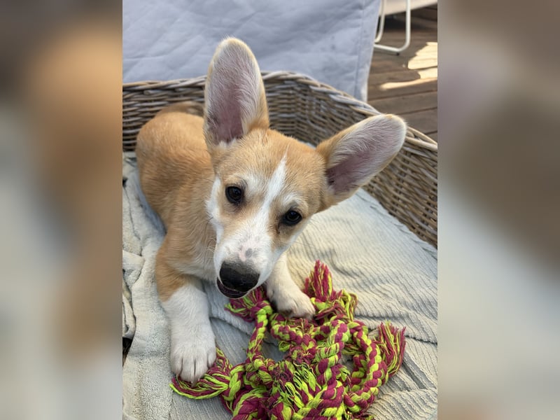 Welsh Corgi Welpe