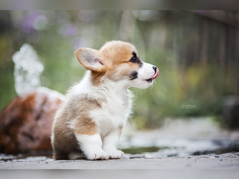 Welsh Corgi Welpen in liebevolle Hände abzugeben