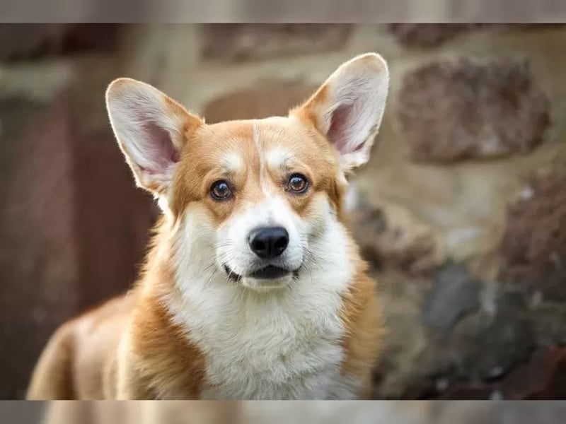 Welsh Corgi Pembrokewelpen aus Liebhaberzucht