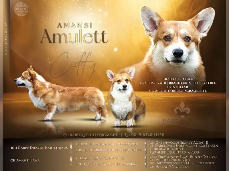 Welsh Corgi Pembrokewelpen aus Liebhaberzucht