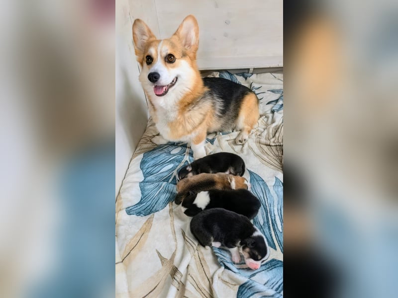 Welsh Corgi Pembrokewelpen aus Liebhaberzucht