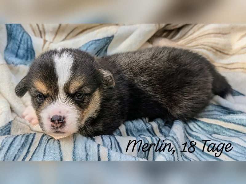 Welsh Corgi Pembrokewelpen aus Liebhaberzucht