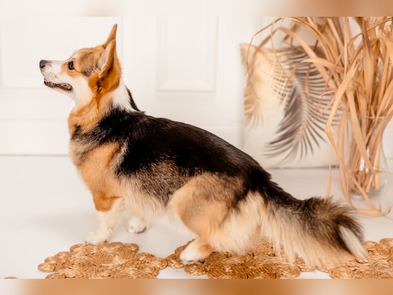 Welsh Corgi Pembrokewelpen aus Liebhaberzucht