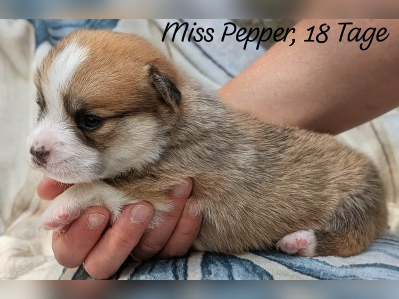 Welsh Corgi Pembrokewelpen aus Liebhaberzucht