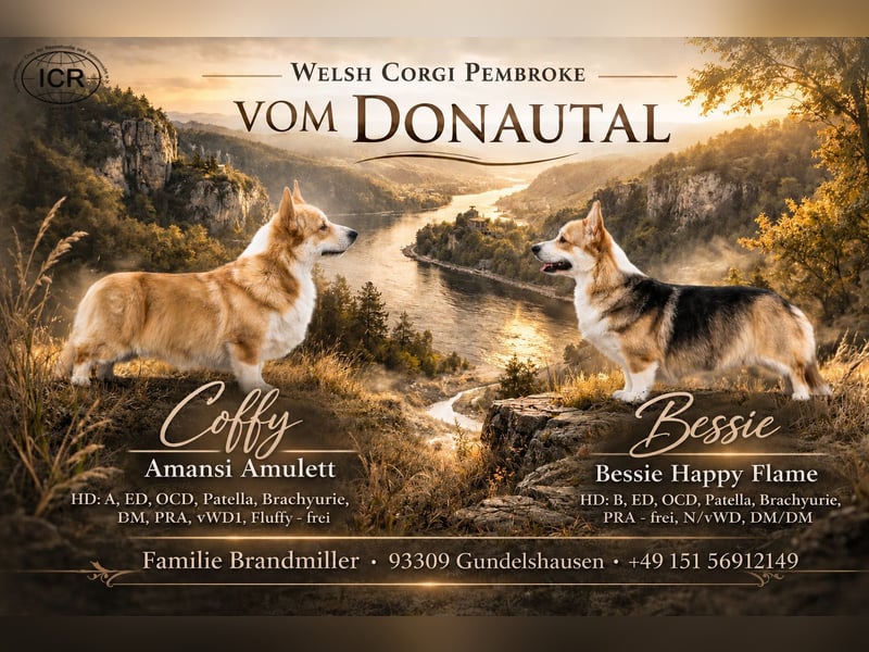 Welsh Corgi Pembrokewelpen aus Liebhaberzucht