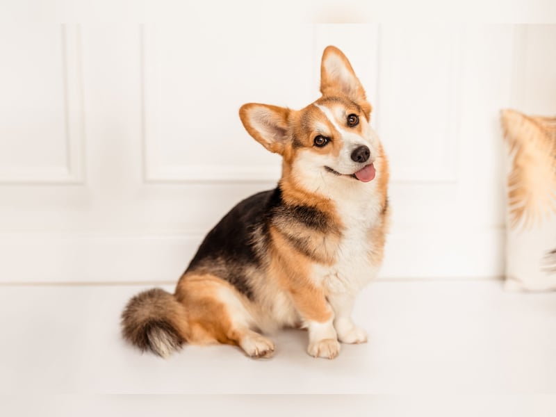 Welsh Corgi Pembrokewelpen aus Liebhaberzucht